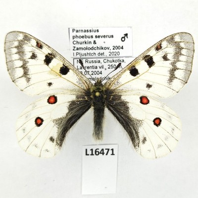 Parnassius phoebus severus, male, A1-, Russia, VERY RARE ssp.