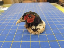 P6 Ringneck Pheasant Head Shoulder Mount Taxidermy