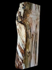 XXL INSANELY CURLY AMBROSIA MAPLE BURL Wood Slab Craft/Turning wood EPOXY WOOD