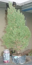 Dwarf Alberta Spruce Pre Bonsai Kifu Big Fat Twin Trunk Picea glauca