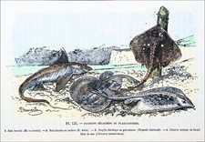 SELACIAN FISH - CURLY RAY, WHITE RAY, TORPEDO, CHIMERA - 19th century engraving