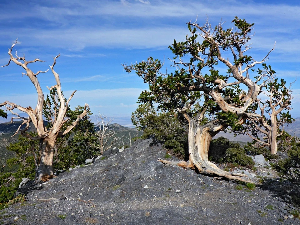 20 semillas de pino Bristlecone (Pinus aristata) "¡ÁRBOL VIVO MÁS ANTIGUO DEL MUNDO!" Foto 4 de 4