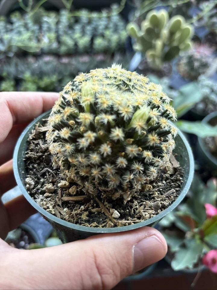 Mammillaria schiedeana Clumping Fuzzy Gold Mini Cactus rooted 4 in pot  - Image 2 of 4