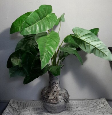 dracaena giganta Dracaena Giganta - House Plants Delivery Toronto