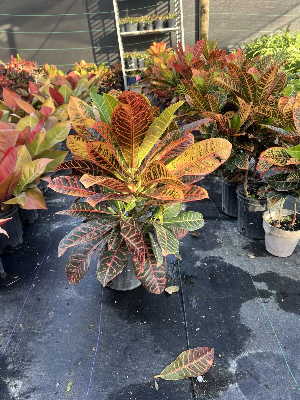 Petra Croton Plant Pot Live Colorful Foliage Exotic Indoor Outdoor Tropical
Opens in a new window or