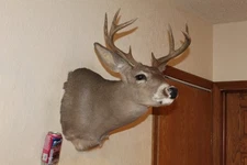 Coues Whitetail Deer Head Shoulder Mount Taxidermy Cape Shed Antler Mule