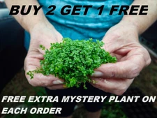 Dwarf Baby Tears bundle Hemianthus Callitrichoides Cuba carpet  BUY2GET1FREE