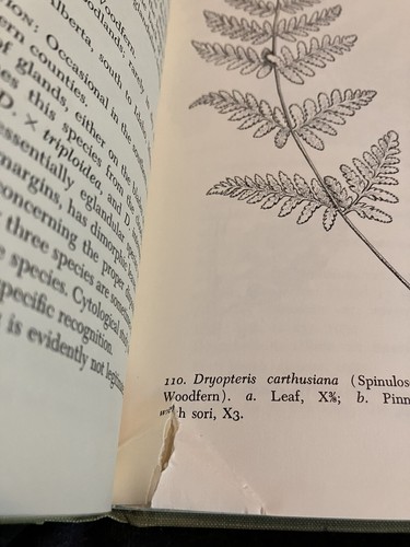 FERNS The Illustrated Flora of Illinois Robert Mohlenbrock Signed 1st Edition - Picture 5 of 6