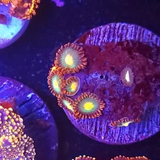 Gatorade Zoa Coral WYSIWYG Live Coral
