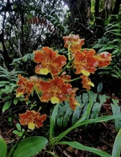 Otoglossum (Oncidium) chiriquense Rare Panamanian orchid species Bloom size