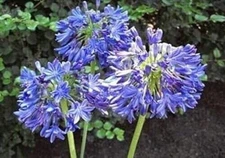 1 - Agapanthus AFRICANUS Lily of the Nile Tuber/Bulb - 5-7" - US Seller