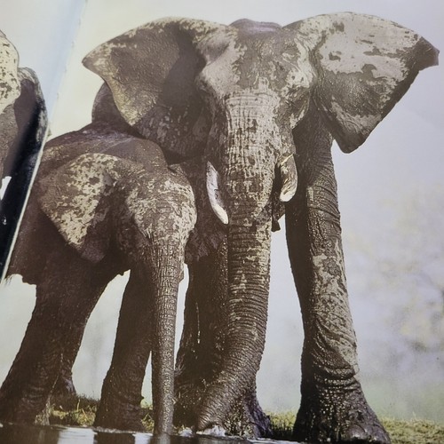 Buch: National Geographic Society 100 Jahre Abenteuer und Entdeckung - Bild 3 von 8