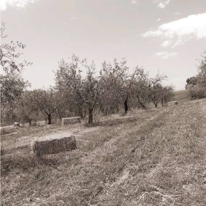 Ustensiles De Salade En Bois D'Olive 25 Cm D'Italie Fait Main Neuf - Photo 4/4