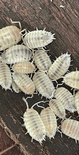 White Out Dairy Cow Isopods Porcellio laevis -25ct