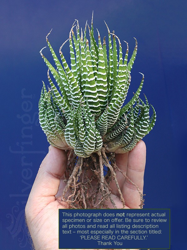Haworthiopsis attenuata Zebra Plant Hardy Desert Succulent Haworthia  attenuata | eBay