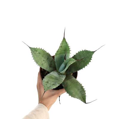 Agave celsii X eborispina - VERY LONG FINAL SPINES NO ovatifolia