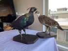 Himalayan Monal Pheasant Mounts - Matched Pair - Extremely Rare Specimen Mount