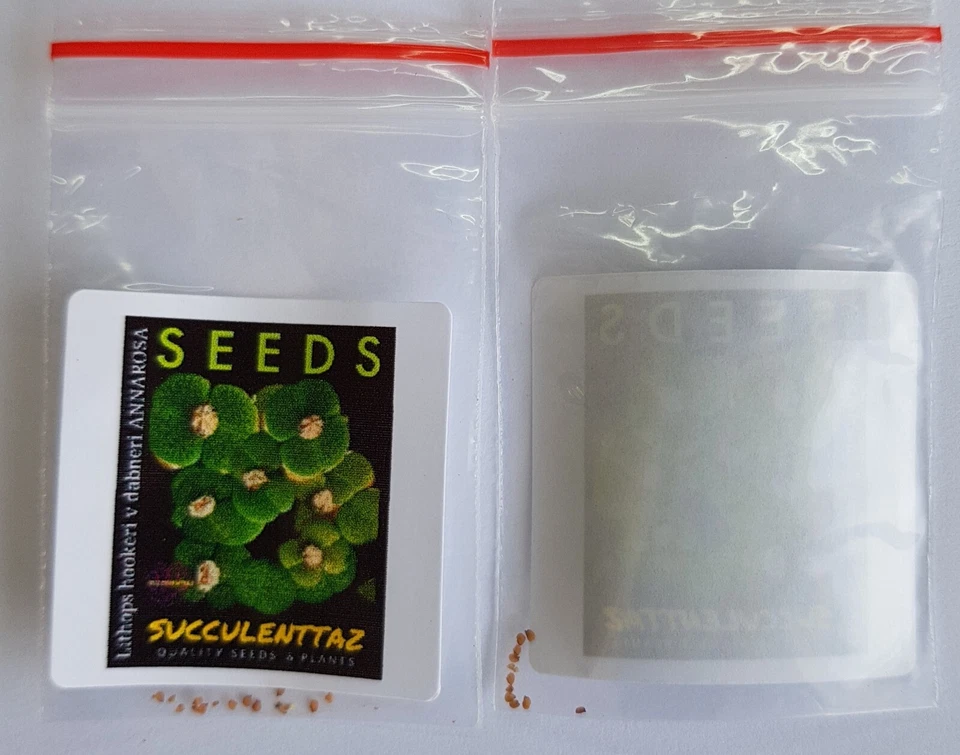 Lithops hookeri v dabneri ANNAROSA 10 x Seeds mesemb LIVING STONE SPLIT ROCK - Image 2 of 3