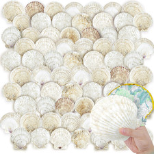 72PCS Scallop Shells for Crafts Large Beach Natural Shells Bulk for Decoupage DI