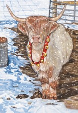 Cow Scottish Highland Cow Christmas Cards Set of 10 cards 10 envelopes
