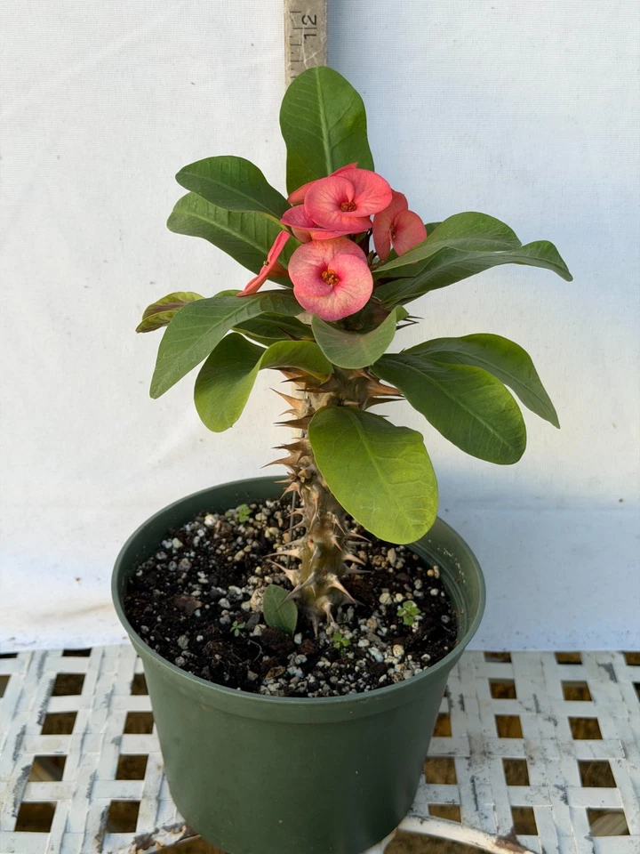 Euhorbia Milii Crown Of Thorns Corona de Cristo 'Name it Yourself'  New Seedling - Image 2 of 4