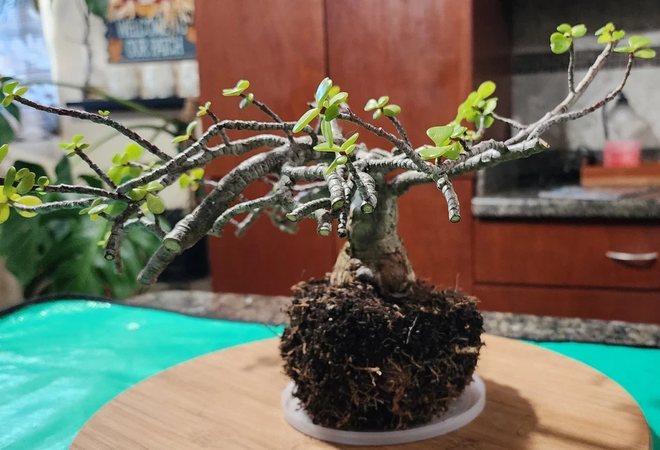 Tree Dwarf Jade  Bonsai Live Portulacaria Afra Live Plant  - Image 4 of 4