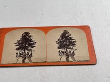 Stereoview Photo Tree House Lookout Mt Kearsarge Andover NH E & HT Anthony Co
