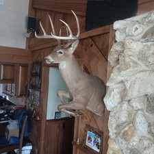 Taxidermy Whitetail Deer Shoulder Mount Hunting Cabin Decor Lodge Farmhouse