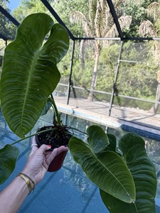 Veitchii Anthurium | eBay