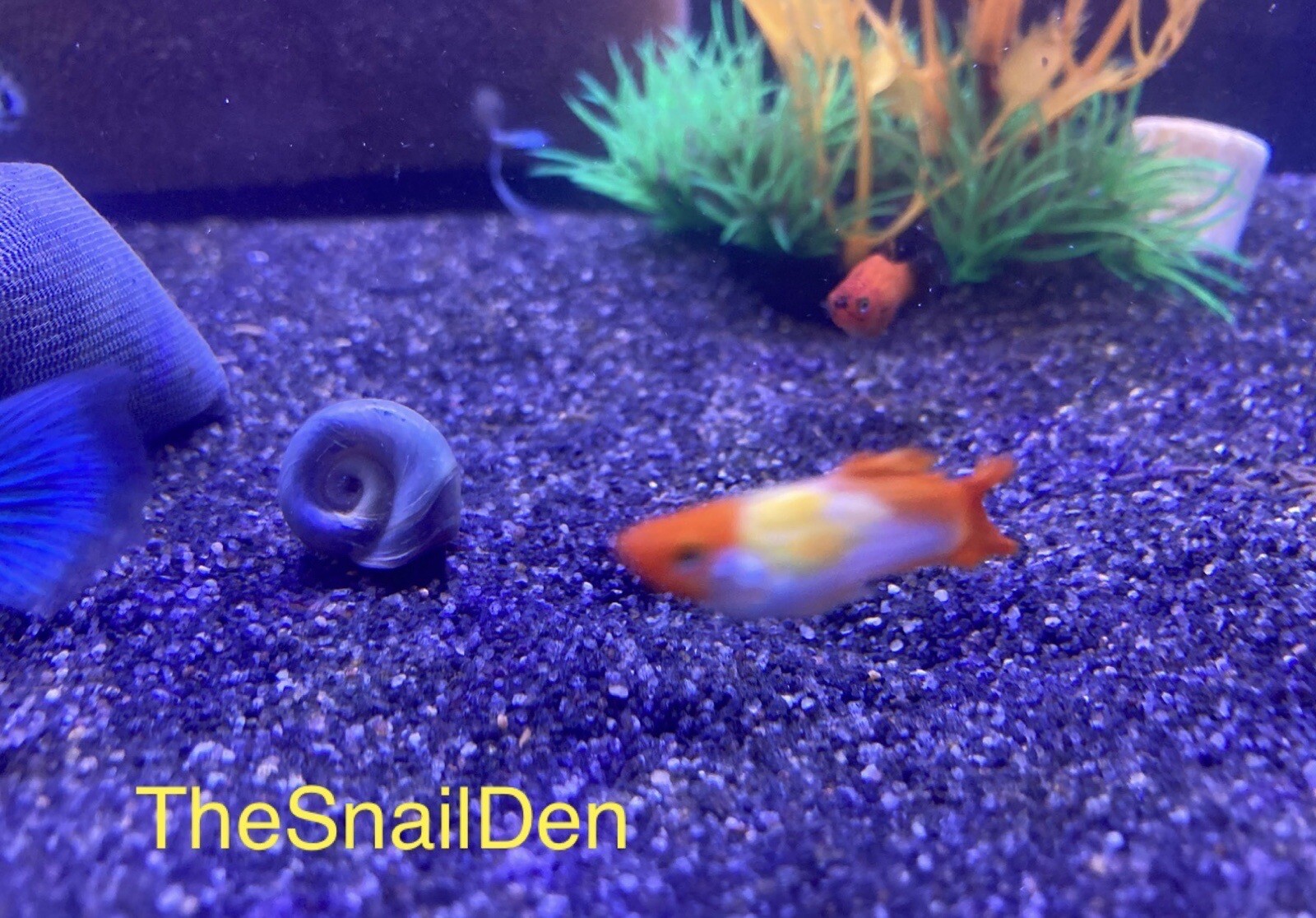 5 X Mixed Colours Ramshorn Snails Cold Water Tropical Fish Tank Clean