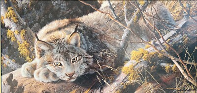 Carl BRENDERS '' Take Five Canada Lynx '' Limited Edition art Giclee CANVAS NS