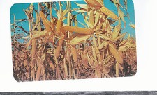 Yellow Gold   Close Up Of Ripe Corn On The Stalk   Unused  Postcard 614
