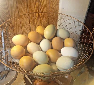 18 Fertilized Chicken Eggs for Hatching Barnyard Mix with Rainbow of Egg Colors