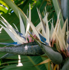 Set 2 White Bird of Paradise Live Plants - 3-6"Tall - Tropical Ornamental Plant