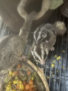 sugar gliders