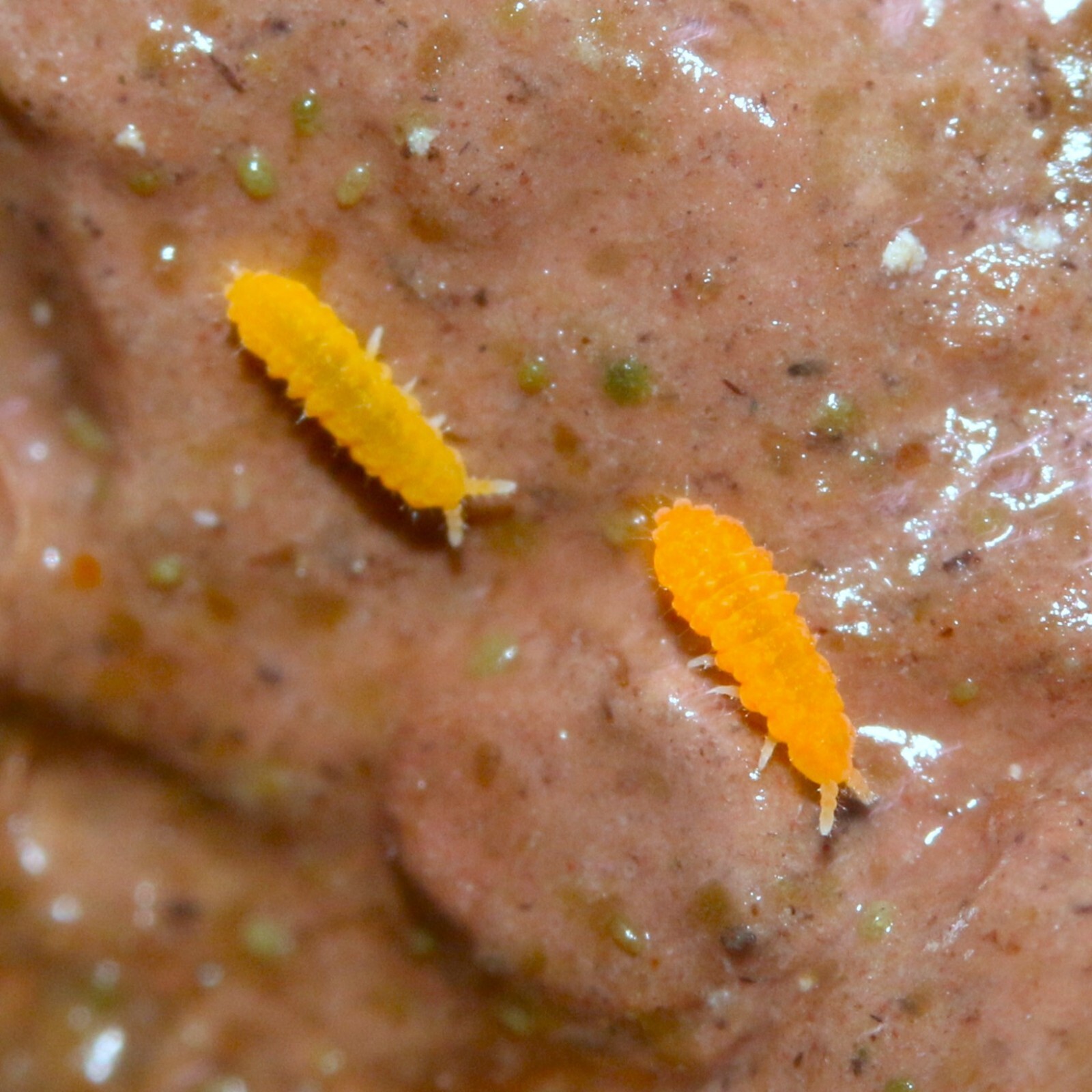 TROPICAL 24Karat Gold SPRINGTAIL YUUKIANURA APHORUROIDES Hypo Clay