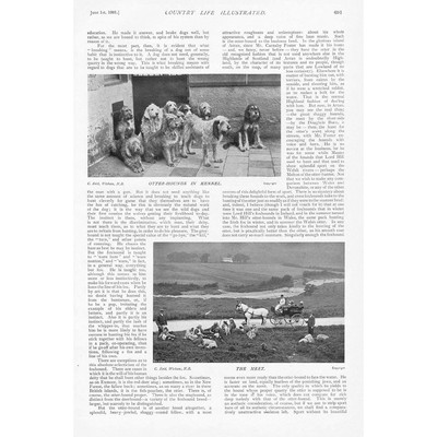 Otterjagd auf der Isle of Arran - antiker Druck 1901