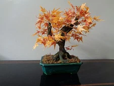 Maple Bonsai Decorative Silk Plant 16-Inch Orange in Ceramic Planter
