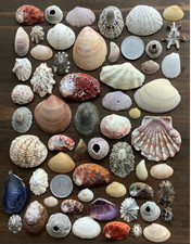 sea shell mix from japan Assortment of natural materials