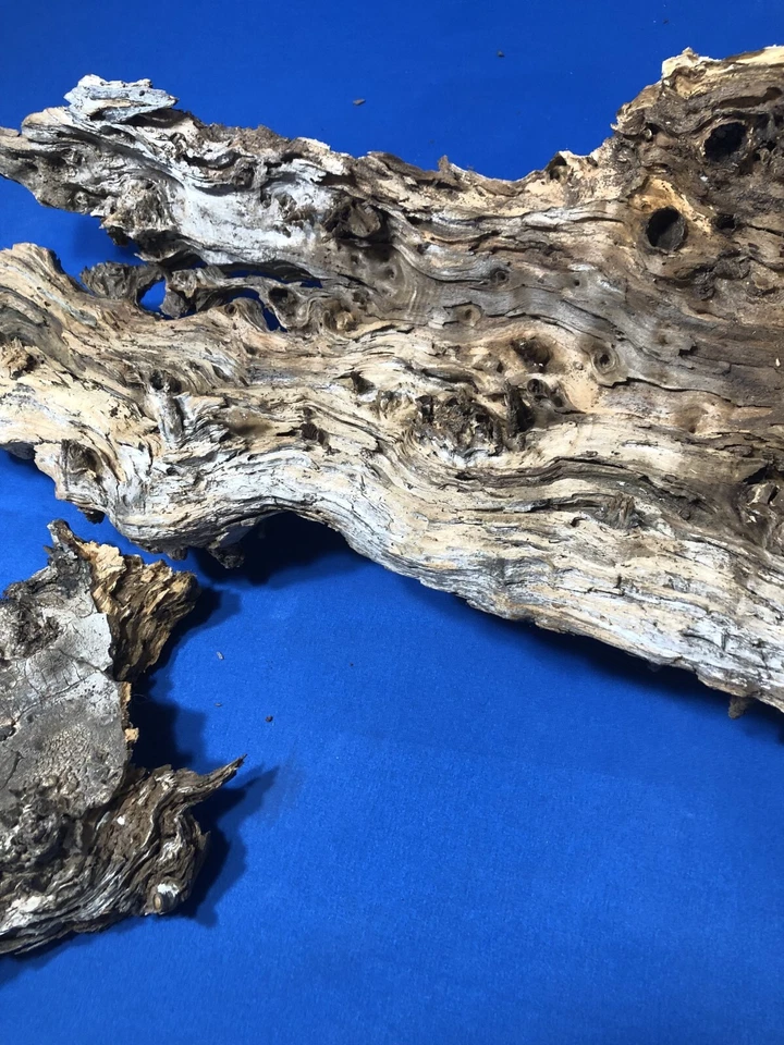 Planta de aire suculenta para reptiles Orquídea Montajes de plantas de roble 2 piezas Foto 2 de 4