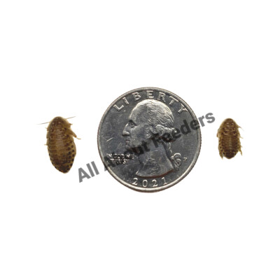 Dubia Roaches Cupped (Small, Medium,Large,X-Large)
