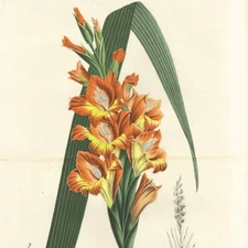 1850 Stunning Van Houtte Double Fold-out Folio Color Litho GLADIOLUS GANDAVENSIS