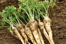 500 Hamburg Rooted Parsley Seeds. Organic. USA Seeds. Ships free