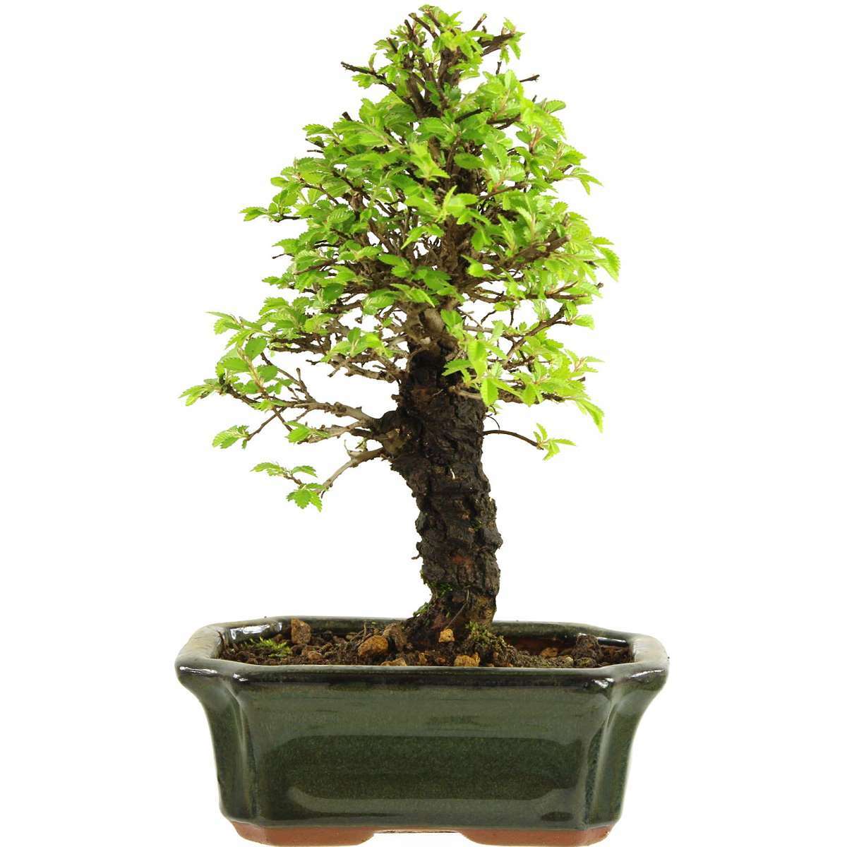 Orme japonais, Bonsaï, 9 ans, 26cm (093-70) Orme japonais, Bonsaï, 9 ans, 26cm (093-70)