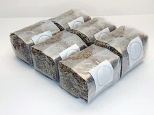 6 pack of 1 lb. Sterilized Rye Berries Mushroom Substrate Bags for Grain Spawn