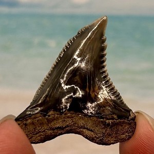 1.37" Hemipristis Shark Tooth - Calvert Cliffs Formation Miocene - Not Megalodon