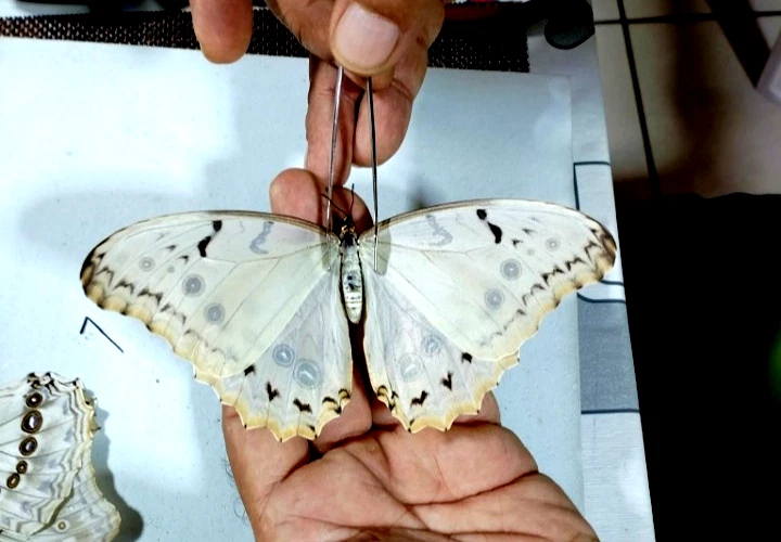 25+ Morpho for sale | Updated Oct 2026
