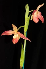 Phragmipedium QF Volcano Joy  (Eric Young x QF Red Wings)
