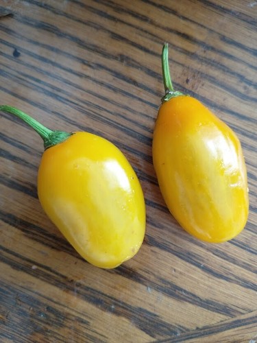 Manzano Pepper Yellow Teardrop 24 seeds FREE DELIVERY - Picture 5 of 23