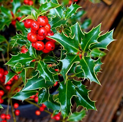 Weibliche Stechpalme Ilex aquifolium 'Alaska' 40-60 cm im 5-Liter Topf |  eBay.de